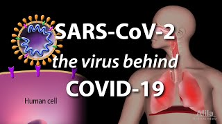 Understanding the Virus that Causes COVID19 Animation [upl. by Htenywg]