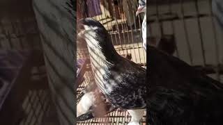 Siraji kabutar pigeon pigeonbazz kabootar ytshorts [upl. by Ahsap77]