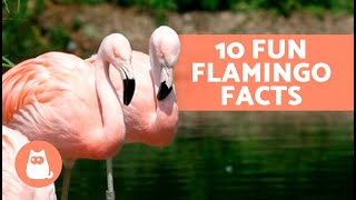 10 FUN FACTS About FLAMINGOS That May Surprise You 🦩😯 [upl. by Tatiana]