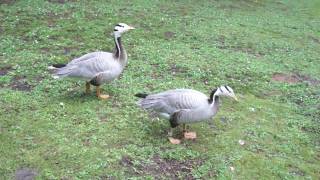 hissing Barheaded Goose by Ani Male [upl. by Pollyanna]