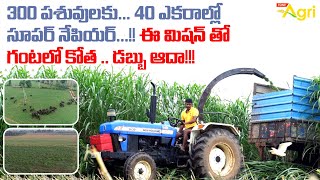 Super Napier Grass  300 పశువులకు 40 ఎకరాల్లో సూపర్ నేపియర్ ఈ మిషన్‌తో గంటలో కోత Tone Agri [upl. by Sheppard]