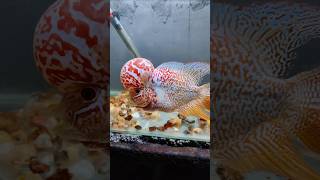 மீனுக்கு புற்றுநோய்  Flowerhorn beated cancertumor [upl. by Eittel]