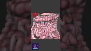 Peristalsis in Large Intestine shorts animation [upl. by Eanahc882]