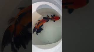 Beautiful Oranda Goldfish [upl. by Eimac]