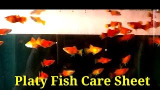 Platy Fish Care Sheet [upl. by Nilrah]