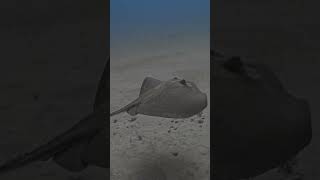 Atlantic stingray cruisin jupiterfl kyalami [upl. by Ordnaxela85]