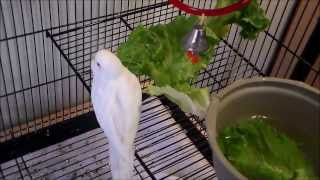 budgies chirping playing amp munching on kale [upl. by Chappy]