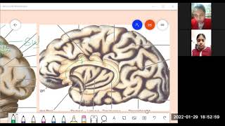 Brain Operculum [upl. by Heise]