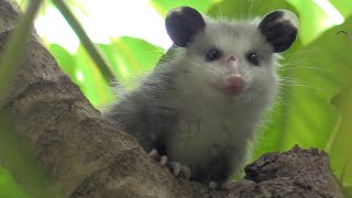 Rare sighting Baby Opossum smiling in the tree canopy [upl. by Nyrual]