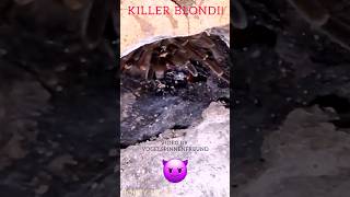 Theraphosa Blondi vs Fauchschabe😈spinne tarantulas bigspider feeding loveanimals [upl. by Colvert]