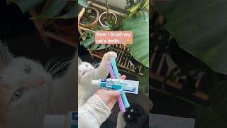 How I brush my cat’s teeth 🪥🐱 cats catlovers pets shorts [upl. by Ahsitneuq]