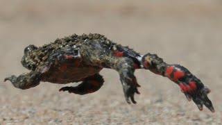 무당개구리 Oriental firebellied toad  Bombina orientalis [upl. by Hsoj692]