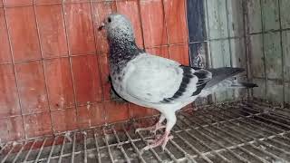 afsun grijel racer 2 pis madi kobutor dim baccha gerunty sell post🕊️01913366469🤙pigeon bird fyp🤝🏅 [upl. by Arded]