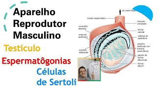 Testículo  Espermatogônias e Células de Sertoli Aula 02  Curso de Embriologia [upl. by Ahsiela]