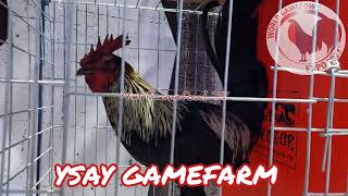 World Gamefowl Expo 2023 YSAY GAMEFARM amp ISES GAMEFARM [upl. by Reizarf285]