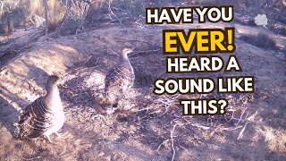 The AMAZING Call of the Mallee Fowl PT5 [upl. by Llenyt]