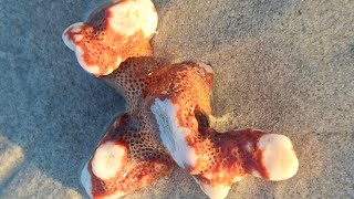 Live 🪸 Corals at Radhanagar ⛱️ corals portblair andman beautifulindia indianislands beach [upl. by Bevus]