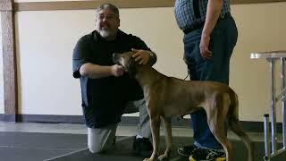 Seattle All Breed Dog Handling Workshop with Eric Salas [upl. by Irol197]