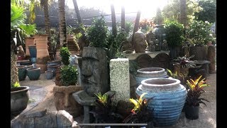 Breathtaking hidden nursery tourAmelias smarty plants Amazing house plants and more [upl. by Latimore610]