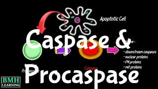 Caspase And Procaspase In Cell Death  Caspase Cascade [upl. by Ahseihs959]