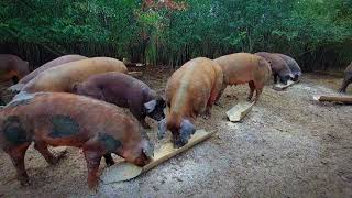 Its time for dinner at Duroc Farm🐗 Free American Durocs🤎 [upl. by Adan794]