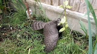 Sparrowhawk and magpie [upl. by Halimaj403]