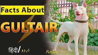 Gultair Dog Biography amp Intresting Facts  Dog Information  Pet Guru [upl. by Nereus783]