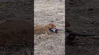 Black Cobra Snake got fainted after various attacks by Mongoose mongoosevssnakewildlifecobra [upl. by Cavan893]