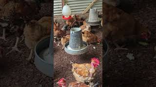 Poultry Farming  Mature Chicken kuku farmer birds chicken poultry chickenfarming hen [upl. by Qidas]