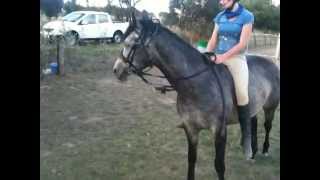 Vaulting on to an unbroken horse for the first time at Lucan Lodge  quotTurboquot [upl. by Debbi249]