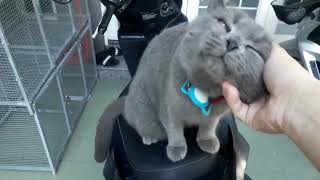 Cuddly Cat Obsessed with Pets funny trend music pet cat [upl. by Anwaf]