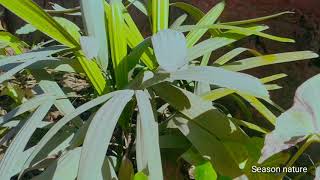 Rhapis excelsa पाम  Lady palm air purifier plant  Care amp Propagation [upl. by Candis]