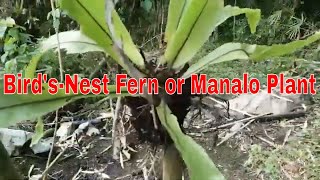 Bird’s Nest Fern  Manalo Plant [upl. by Halverson232]