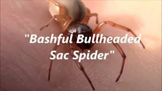 Bashful Bullheaded Sac Spider [upl. by Miranda]