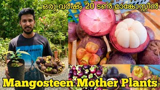 How to Grow Mangosteen Fruit at Home  Mangosteen Mother Plants  Mangosteen Fruit Plants for Sale [upl. by Arnulfo]