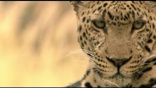 Lîle aux léopards  Documentaire animalier 2015 [upl. by Alonzo]