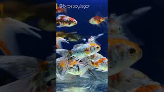 Elegant Goldfish A Stunning Aquarium Full of Natural Beauty 🐠✨ aquarium youtubeshorts [upl. by Perni]