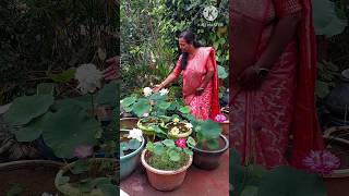 My colourful lotus garden home lotus and waterlily garden How to grow lotus at home Fertiliser [upl. by Ahsinan769]