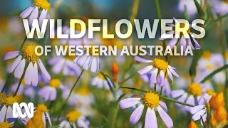 Flower lovers swarm the Midwest attracted by a stunning wildflower bloom  ABC Australia [upl. by Santini]