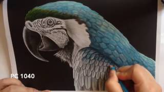 How to colour Macaw  Intricate Ink Animals in Detail by Tim Jeffs [upl. by Kopans836]