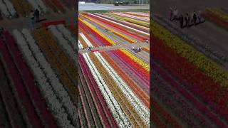 Rainbow fields of blooming flowers at BC tulip festival 🌷 Tulips [upl. by Airalednac]