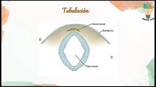 NEURULACION Embriología del SISTEMA NERVIOSO Génesis [upl. by Kirtley]
