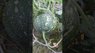 মিষ্টি কুমড়াPumpkinCucurbita moschataFamilyCucurbitaceae plants agriculture lifecraftiqbal [upl. by Kauffman]