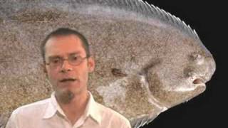 No Floundering Over Flatfish Evolution [upl. by Annovoj]