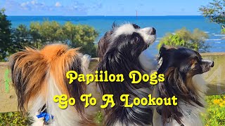 Papillon Dogs Go To A Lookout [upl. by Yrehcaz]