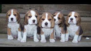 beagle puppies for sale in india 9620233339 show quality cute beagle puppies for sale in bangalore [upl. by Turk]