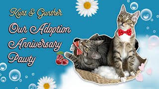 Our Adoption Anniversary Pawty [upl. by Owain932]