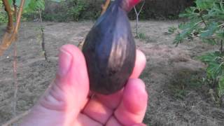 How to Tell When a Fig Is Ripe and Ready to Pick [upl. by Ettenaj272]