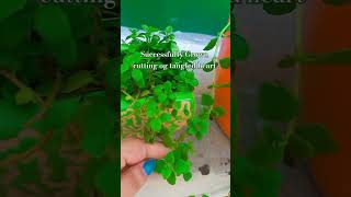 Successfully Grown Cuttings of Tangled Heart Best plant for Hanging BasketMeenakshi House Garden [upl. by Telrahc]