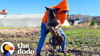 Dog Found Paralyzed In A Field Reunites With Rescuer A Year Later  The Dodo [upl. by Vadim]